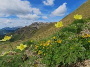 55  Pulsatilla alpina apiifolia - Pulsatilla sulfurea con vista verso la costiera del Tre Signori 